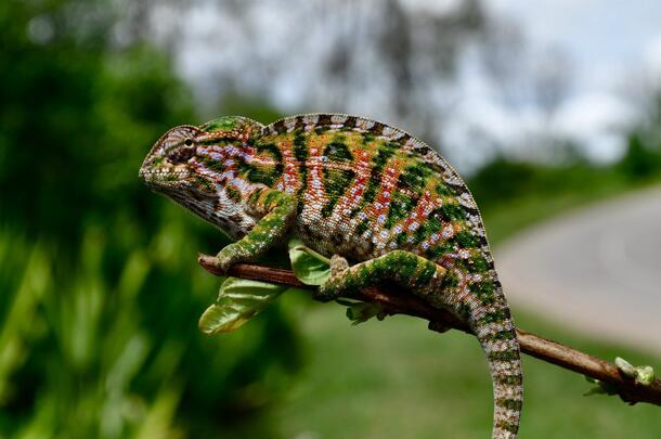 Carpet chameleon (Furcifer lateralis)
