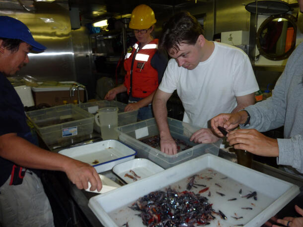John Denton and three others examine finger-length lanternfishes in water in square containers.
