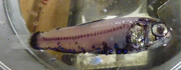 A lanternfish with silver face and pink-colored body with a row of tiny chevron-like markings on side of body from head to tail and small blue bioluminescent spots on underbelly.