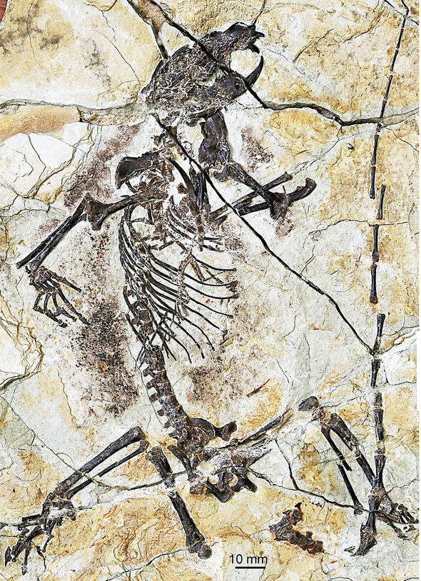 holotype specimen of Senshou lu