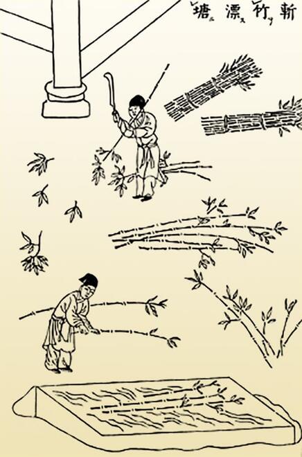 line art illustration of people cutting bamboo plants and soaking them in water