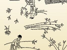 line art illustration of people cutting bamboo plants and soaking them in water