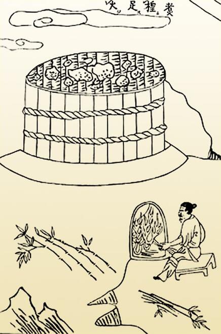 line art illustration of person boiling the plants to pound them to a pulp or soggy mass.