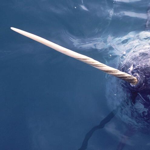 A narwhal with only its tusk and top of the head visible, emerging from the water and pictured from above.