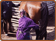 village woman milking a mare