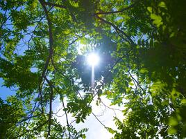 Sun seen through the leaves of a tree 