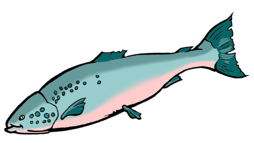 a drawing of a salmon fish