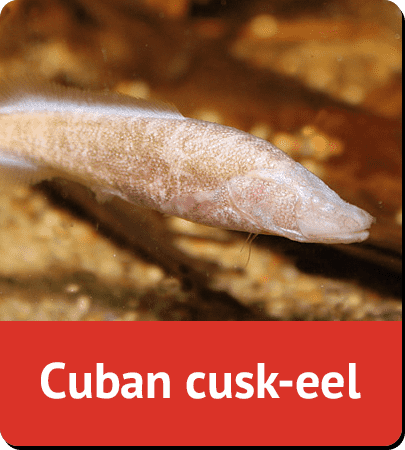 Cuban cusk-eel