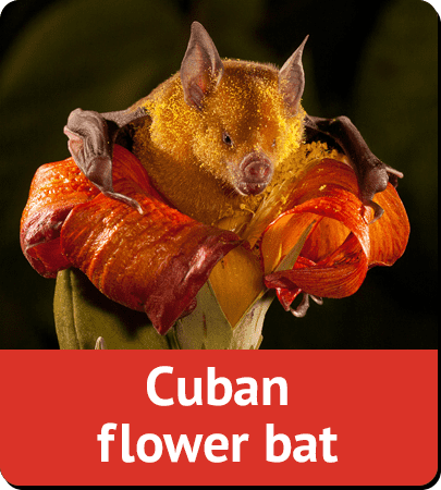 Cuban flower bat