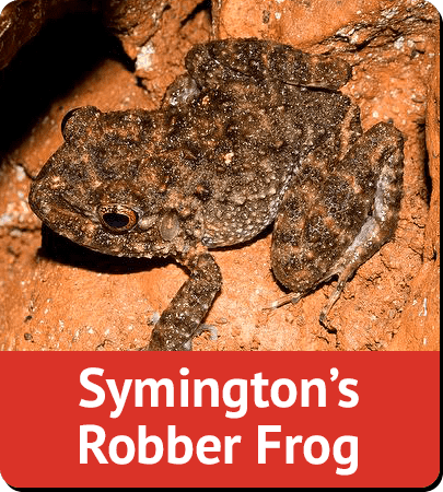 Symington's Robber Frog