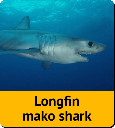 Longfin mako shark