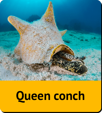 Queen conch