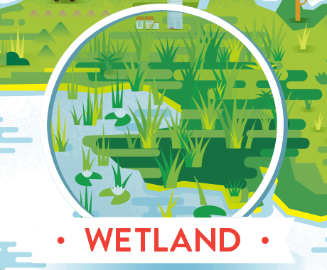 wetland with alligator and trogon