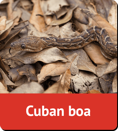 Cuban boa
