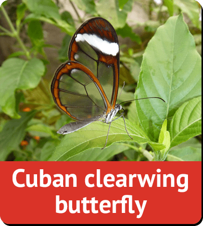 Cuban clearwing butterfly