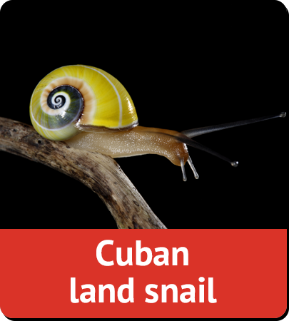 Cuban land snail