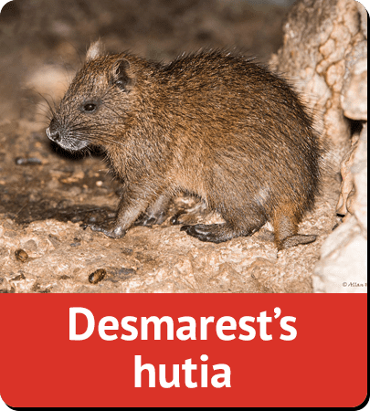 Desmarest's hutia