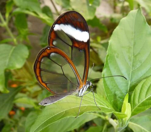 Cuban clearwing butterfly