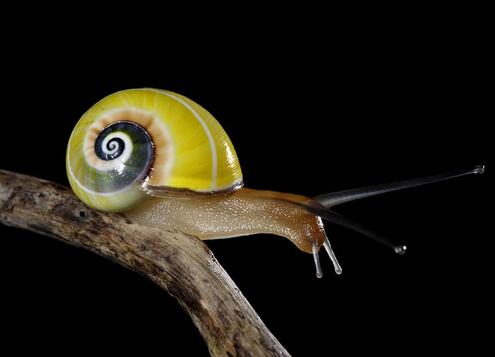 Cuban land snail