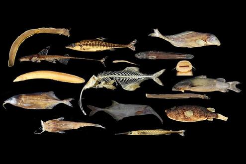 various species of fish