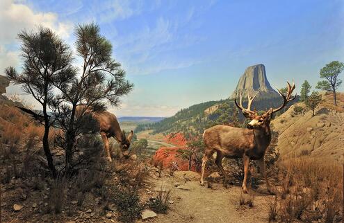 "Devil's Tower, Wyoming" (Two deer grazing on a hill)