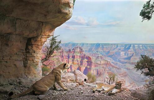 Diorama scene of two wildcats resting near a cave entrance in the Grand Canyon. 