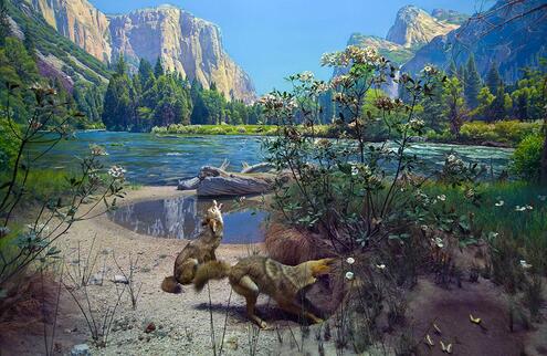 Diorama scene of two coyotes near a lake in Yosemite Valley.