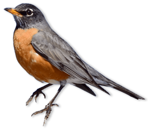 Grey bird with orange chest