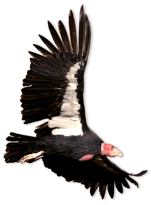 bald-head bird with black and white wings flying
