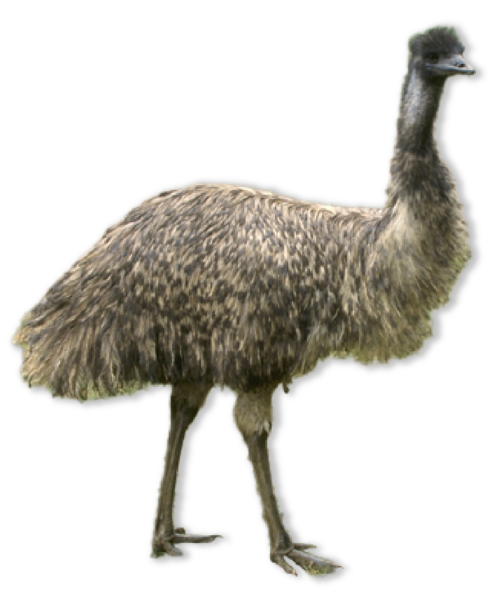 Tall flightless bird with long speckled feathers