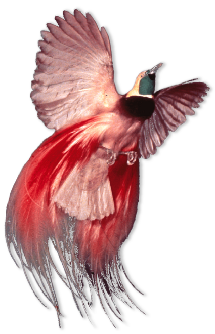 Pink bird with long feathers flying