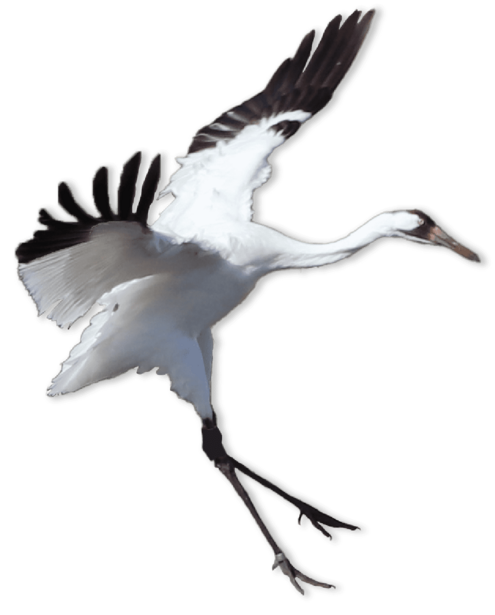 Slender black and white bird with wings spread