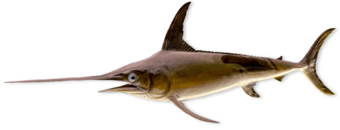 Slender fish with long nose