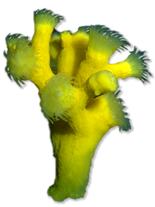 Elongated yellow coral
