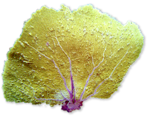 Yellow fan-shaped coral