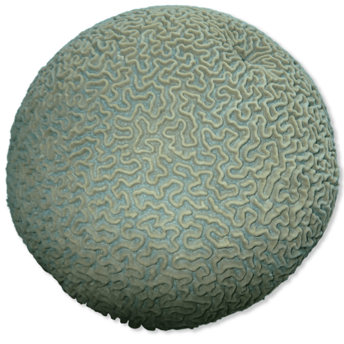 Perfectly circular ball of coral