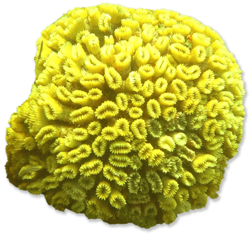 Irregular shaped yellow coral
