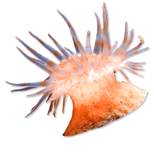 Pink anemone with many arms