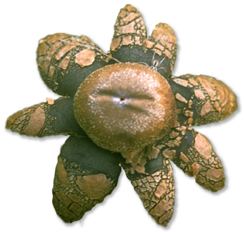 Star-shaped fungus