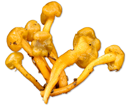 Grouping of several yellow fungi