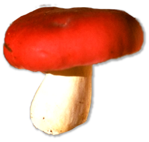 Mushroom with bright red top