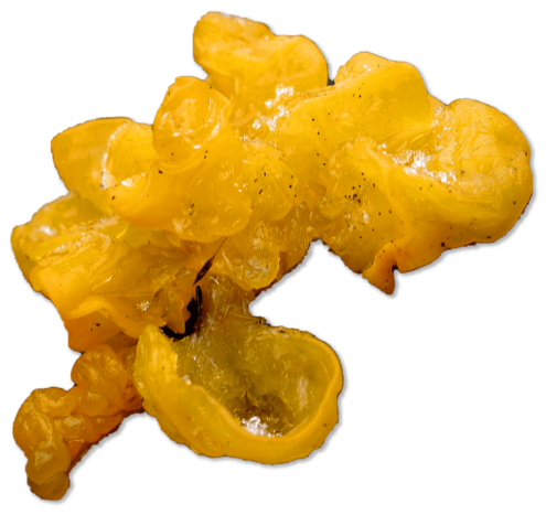 Yellow fungus that resembles mucus