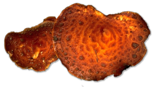 Two orange fungi with brown spots