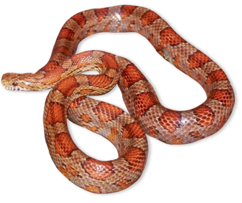 orange striped snake