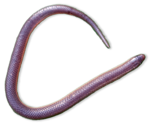 Pink snake that looks like worm