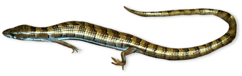 Long, slender, black and gold reptile