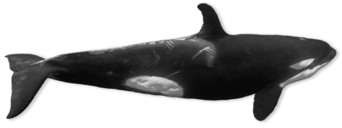 Black and white whale swimming