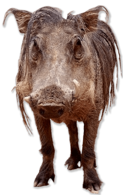 Mammal with long hair and snout