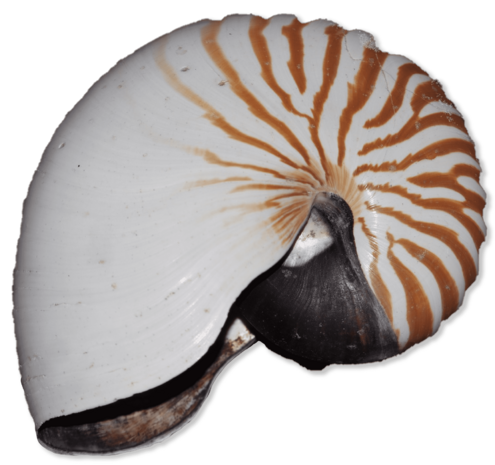 Brown and white striped shell