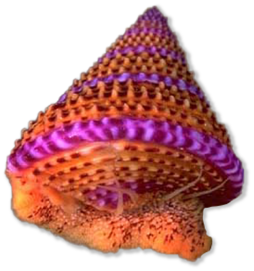 Purple and orange striped snail